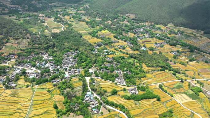 乡村振兴金黄色的农田航拍