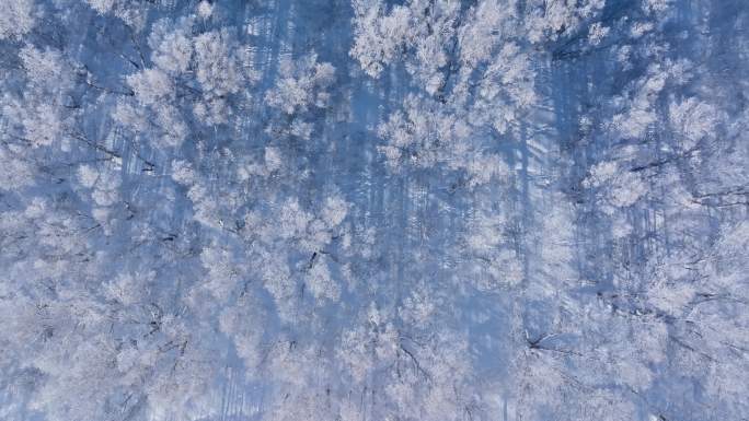 乌兰布统雾凇雪景雪林航拍