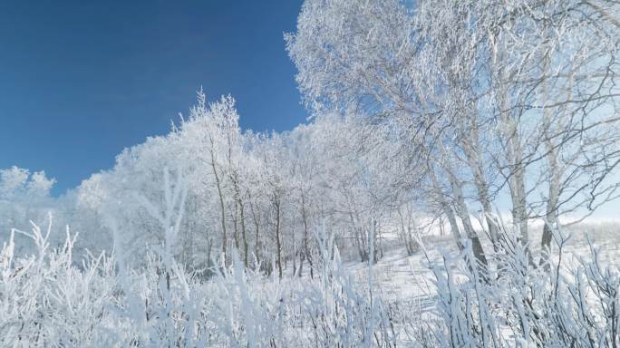 乌兰布统雾凇雪景雪林航拍