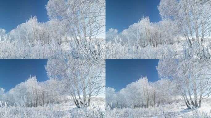 乌兰布统雾凇雪景雪林航拍