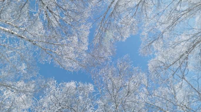 乌兰布统雾凇雪景雪林航拍