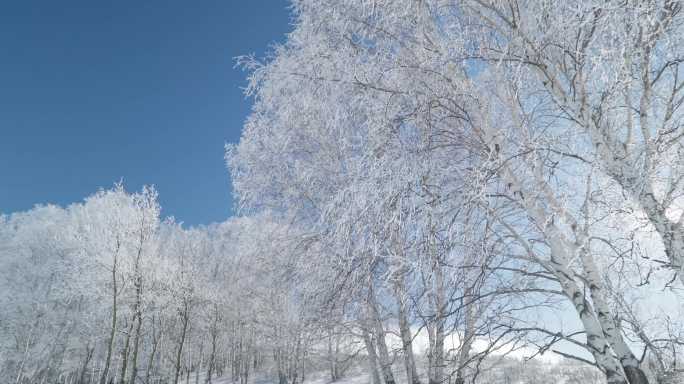 乌兰布统雾凇雪景雪林航拍