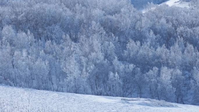 乌兰布统雾凇雪景雪林航拍
