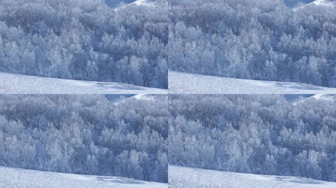 乌兰布统雾凇雪景雪林航拍
