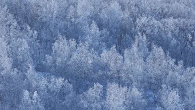 乌兰布统雾凇雪景雪林航拍