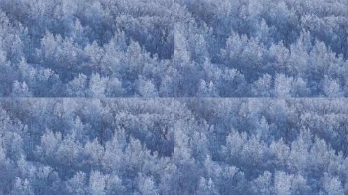 乌兰布统雾凇雪景雪林航拍