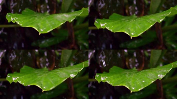 巴厘岛，雨滴落在叶子上 / 印度尼西亚