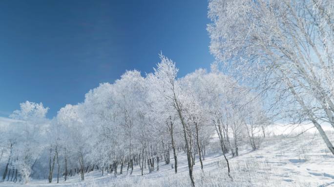 乌兰布统雾凇雪景雪林航拍