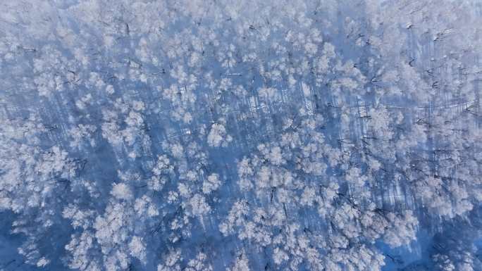 乌兰布统雾凇雪景雪林航拍