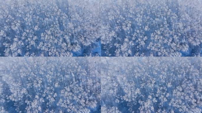 乌兰布统雾凇雪景雪林航拍