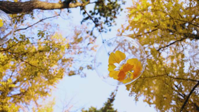 层林尽染的银杏叶mp4