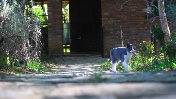 灰白色猫在花园的石头小路上靠近镜头。