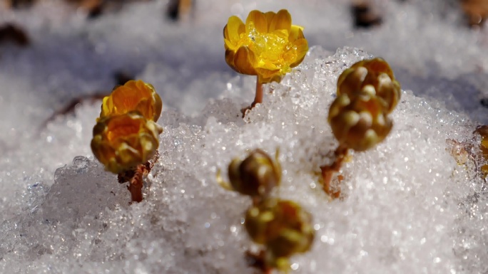 春天来了冰雪消融冰凌花开 立春 春天