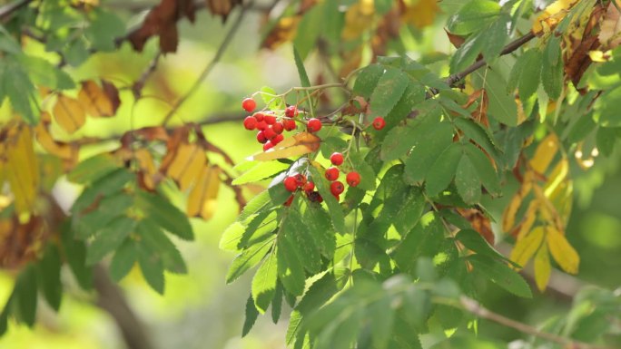 山楂树的树枝，山楂（Sorbus aucuparia），在阳光明媚的日子里，树叶和浆果在林地中生长。