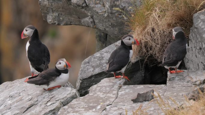 大西洋海雀（Fratercula arctica），在挪威的伦德岛上的岩石上。