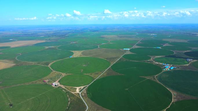 中国草都阿鲁科尔沁旗 紫花苜蓿