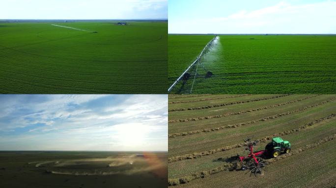 中国草都阿鲁科尔沁旗 紫花苜蓿