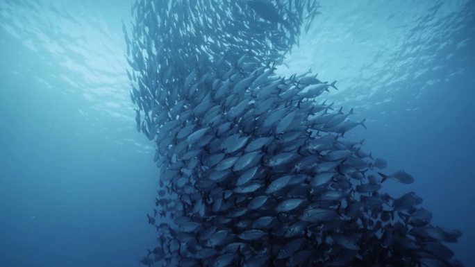 东南亚海底世界鱼群