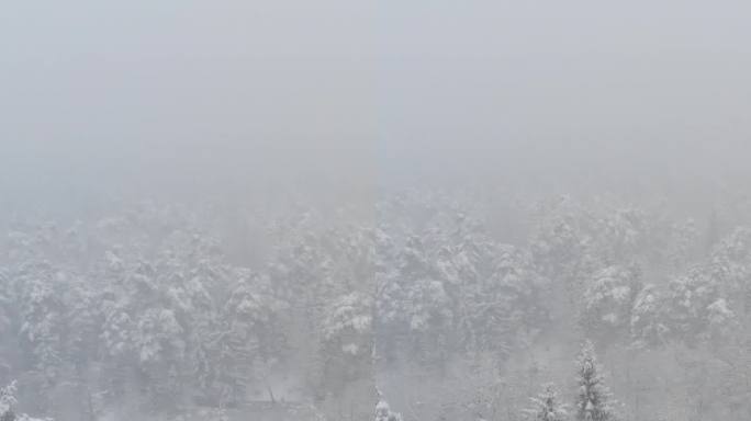 航拍：在猛烈的暴风雪中飞越一片空旷的针叶林。