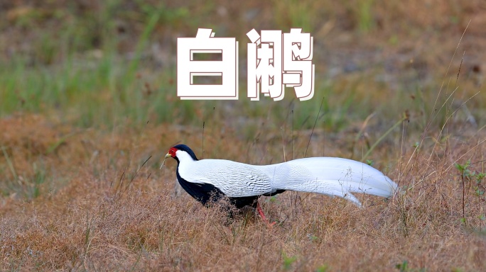 白鹇 、白鸡、广东省鸟白鹇 、林中仙子