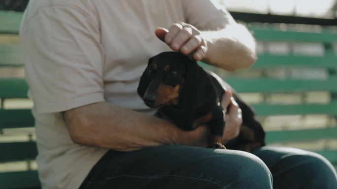 老年绅士与他的腊肠犬伴侣在公园中享受宁静的幸福。