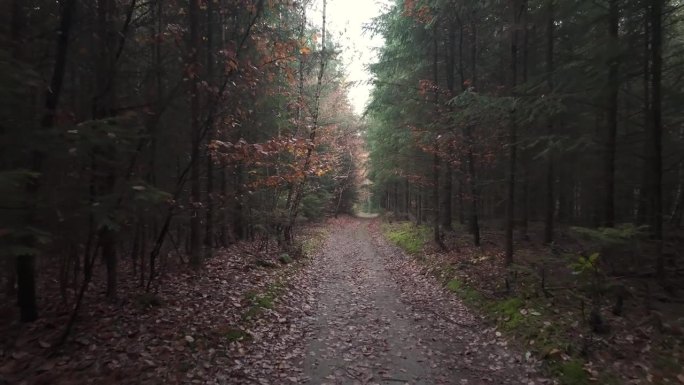 穿越神秘而恐怖的秋季森林。潮湿的棕色落叶铺满道路。神秘阴影的季节。第一人称视角。