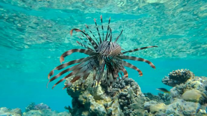 特写镜头下的狮子鱼在珊瑚礁上游动。红狮子鱼（Pterois volitans）。