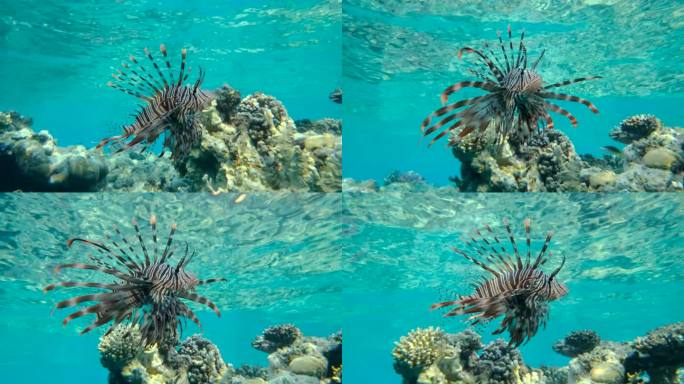 特写镜头下的狮子鱼在珊瑚礁上游动。红狮子鱼（Pterois volitans）。