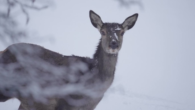 锁定肖像拍摄小鹿站在雪域森林-图林根，德国