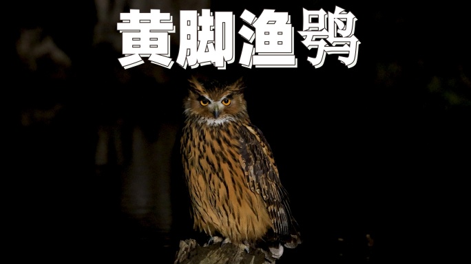 黑夜精灵黄脚渔鸮、猫头鹰