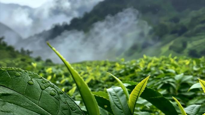 《中国茶》舞台背景