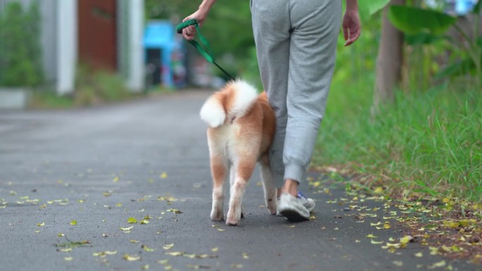 近距离跟踪带着皮带的狗的背影，与主人在村庄区域沿着道路散步，锻炼身体以保持健康。