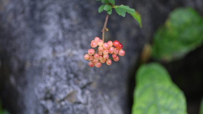 植物空境素材