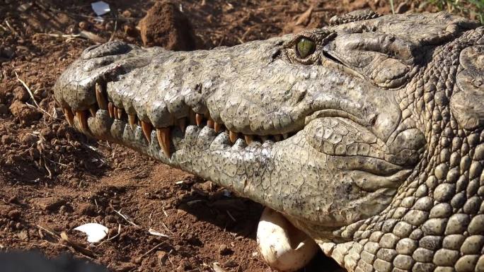 尼罗鳄鱼的特写镜头，头部靠近镜头，躺在巢里。