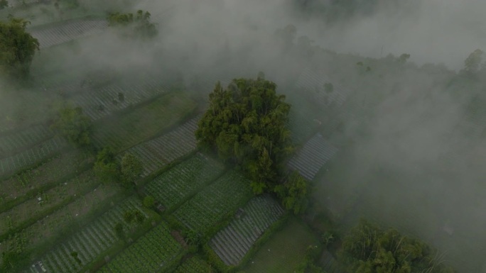 在云下的山上平移梯田的美丽景色-爪哇，印度尼西亚