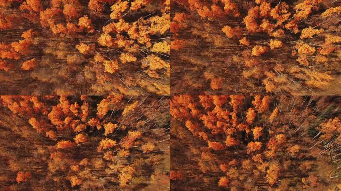 在科罗拉多州阿斯彭国家公园的森林里，空中俯瞰向后的全帧秋天的树木