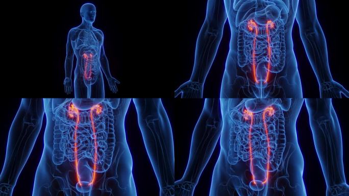 男子输尿管的动画