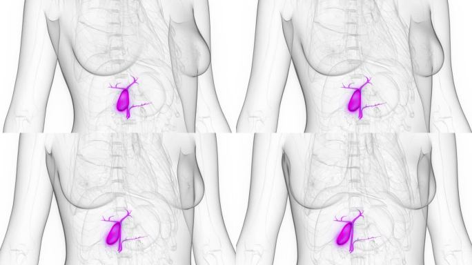 健康女性胆囊的动画