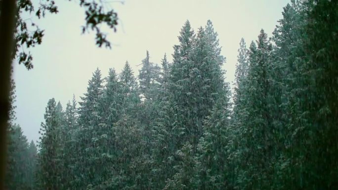 从左到右:加利福尼亚森林里的雪