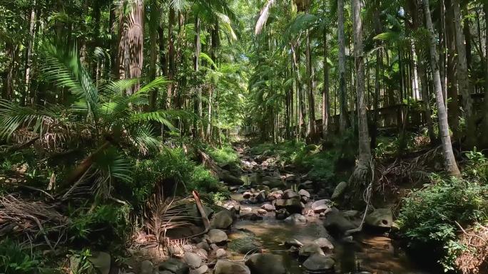 Buderim森林公园：昆士兰州阳光海岸内陆宁静的雨林栈道和Piccabeen棕榈。