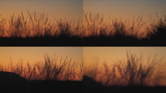 MS PAN Grass at sunset / Khorixas，纳米比亚