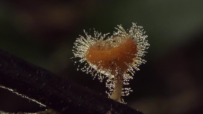 热带雨林中的橙色真菌杯。