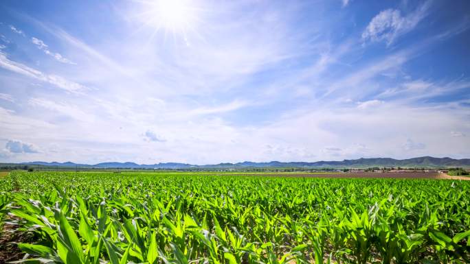 玉米秧苗 玉米 玉米地 农田延时摄影