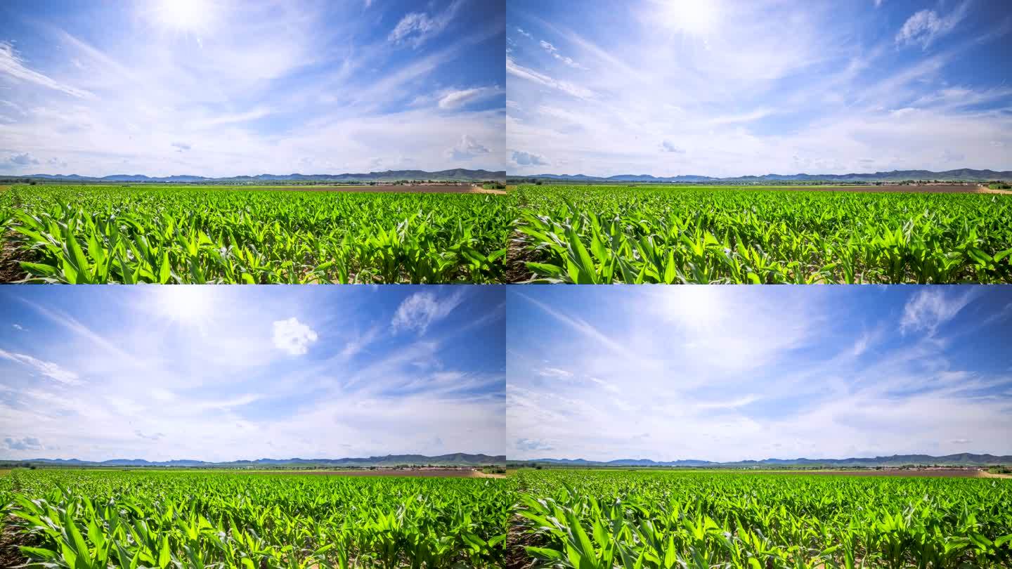 玉米秧苗 玉米 玉米地 农田延时摄影