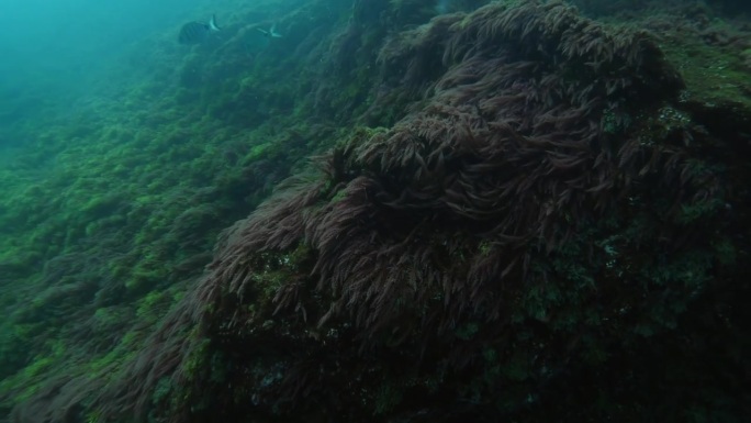 在水下珊瑚旁游动的鱼，在海底移动的海洋生物——葡萄牙亚速尔群岛