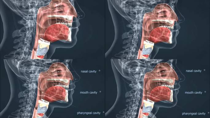 鼻腔、口腔和咽腔