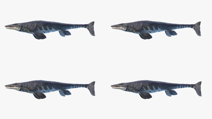 霸王龙游泳的动画