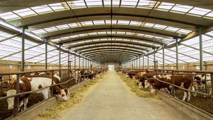 牛养殖厂延时