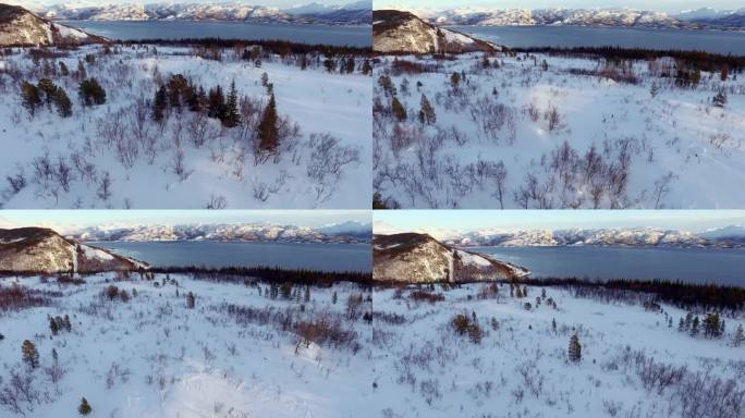 空中快速前进:挪威罗浮敦地区散落着松树的雪域