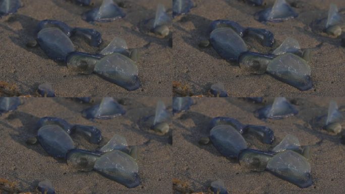 特写:海洋生物在潮湿的沙滩上，靠近日落